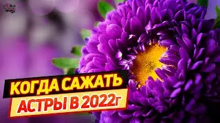 Когда сеять астры на рассаду в 2022 году