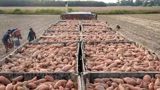 1,7 Million Tons Of Sweet Potatoes In America Are Harvested This Way - American Harvest