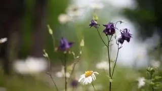 ЛЕТО Футаж 20