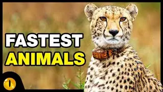 TOP 10 AMAZINGLY FASTEST ANIMALS