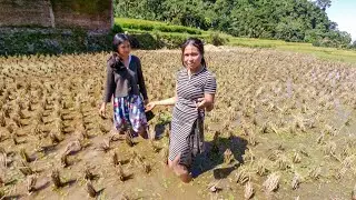 Gadis desa cantik sederhana dan juga rajin,menghiasi suasana pedesaan, Indonesian Girl Rural Life