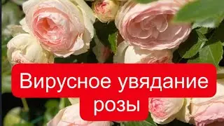 РОЗЫ.  ВИРУСНОЕ УВЯДАНИЕ РОЗЫ. 18.06.2023 г