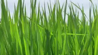 Green Animated Grass Background Video Free Download