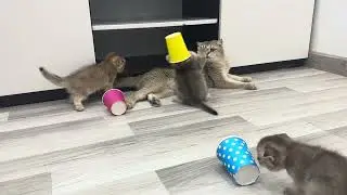 Cute kittens pranked by colorful cups