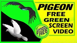 green screen pigeon | green screen dove birds flying effects | no copyright | chroma key dove pigeon