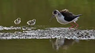 La forza della natura - Categoria 