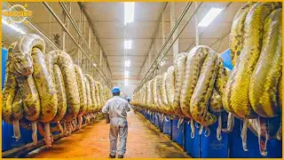 Snake Farm - How to Raise and Process Snake Meat in China | Snake Processing Factory