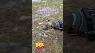 Blind Dog Gets SO Excited After Finding Ball!