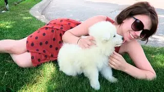 GETTING MY NEW SAMOYED PUPPY :D