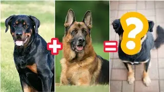 German Shepherd ❤️ Rottweiler Mix✨ Breed😱🐶 | #shorts #dogs #Cutedogs #puppies