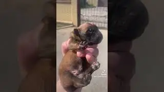 Малинуа Арма и наши щенки , 3-й день
