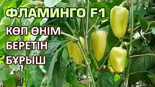 ФЛАМИНГО F1 - КӨП ӨНІМ БЕРЕТІН БҰРЫШ | АМИНҚЫШҚЫЛЫ ТЫҢАЙТҚЫШТАР