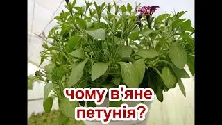 ЧОМУ В'ЯНЕ ПЕТУНІЯ?
