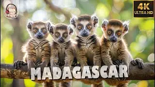 MADAGASCAR | 4K(60FPS) Wildlife Films | RELAXING MUSIC with Bird Sounds ♫