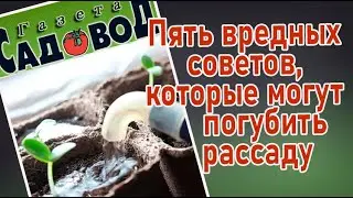 Пять вредных советов, которые могут погубить вашу рассаду