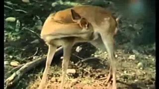 Classic Sesame Street: At the zoo