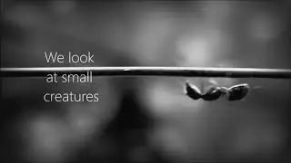 Ant motivational video,Find yourself,Animanimals , AMCRS , Thomas Meyer-Hermann , animat