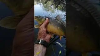 Красунчик дзеркальний. #риболовля#carpfishing#shorts #shortsvideo#шортс#catchandrelease#карп