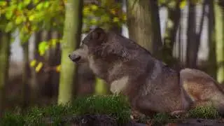футаж волк