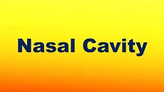 Nasal Cavity Functions