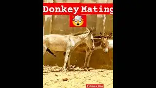 donkey mating | donkey breeding | donkey crossing | 