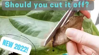 Should you cut off brown leaf tips?