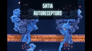 5HT1A Autoreceptors