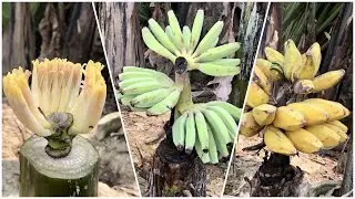 How to Grafting Banana tree Using Aloe vera method | Best way to grow Banana flower bud