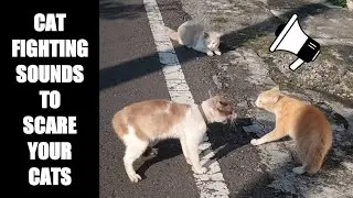 Cat Fighting Sounds to Scare Cats #6