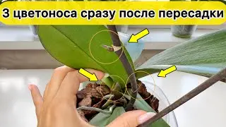 Растут 3 ЦВЕТОНОСА у орхидеи сразу после пересадки орхидеи