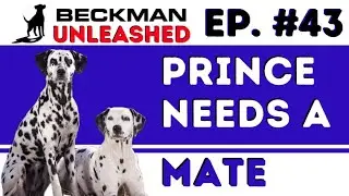 Dalmatians & What Breed is the Perfect Helper-Dog? Internet Shammers! Special Guest from the Pod!