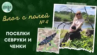 Влог с полей №4: поселки Севруки и Ченки / Насекомые Беларуси