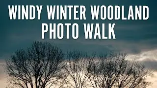 Windy Winter Woodland Photography with XF 70-300mm and X-H2S