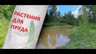 РАСТЕНИЯ ДЛЯ ПРУДА !