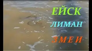 Ейск! Лиман! ЗМЕИ!!!