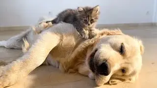 Golden Retriever as a Bed for a Tiny Kitten