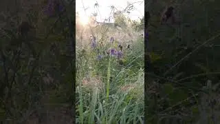 Летнее утро после дождя ☔