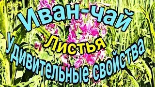 Иван-чай. Листья. Удивительные свойства.
