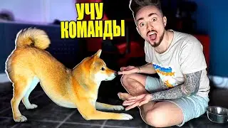 МОЯ СОБАКА УЧИТ НОВЫЕ КОМАНДЫ!