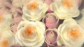 Футаж Розы - Footage Roses