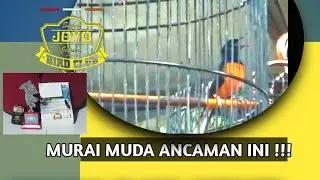 BANYAK MURAI BAGUS DISINI ... AKSI MURAI BATU CALANG DI GANTANGAN KALITEKUK JEPARA