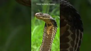 A female King cobra rescued with her nest in Indonesia