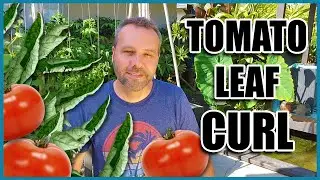 TOMATO LEAF CURL - 3 Causes and What to Do When Your Tomato Leaves are Curling Up.