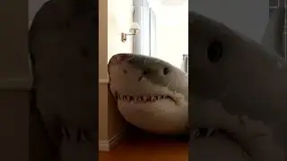 A SHARK BROKE INTO MY HOUSE!😬