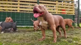 American Bully Puppies Meet The Dog Pack For the First Time