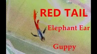 Red Tail Elephant Ear Guppy - Bangladesh