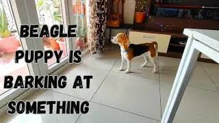 A Beagle Puppy is Barking at Something - Beagle Puppy Video #beagle #puppy #dog #beaglepuppy #vlog