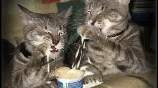 🐈 Cats relieve stress! 😺 A compilation of funny cats for a good mood! 😻