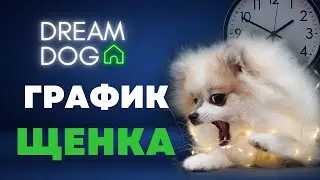 График у щенка 🐶 Как приучить собаку к распорядку режиму дня 🐕 Сколько раз кормить, играть и спать 🐩