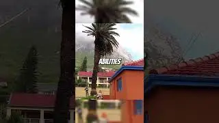 Cutting Down a Tree Near a Church Gone Wrong #TreeFelling #ChainsawMan #TreeService